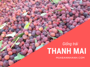 Mua bán cây thanh mai, cây giống thanh mai trồng chậu tại nhà từ nhà vườn tại Cần Thơ, Quảng Ninh, Quảng Bình, TPHCM, Hà Nội