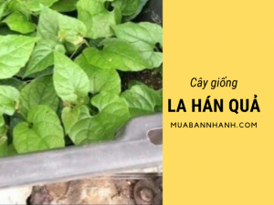 Địa chỉ mua cây la hán quả - so sánh giá bán cây giống la hán quả từ các vườn ươm trên MuaBanNhanh