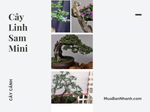 Cây cảnh linh sam mini đẹp - bonsai linh sam 86 mini từ shop bán chậu bonsai mini TPHCM trên MuaBanNhanh