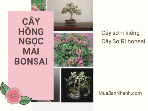 Cây hồng ngọc mai bonsai - cây Sơ ri kiểng, cây Sơ Ri bonsai đẹp trên MuaBanNhanh