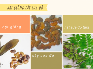 Mua hạt giống cây sưa đỏ, kinh nghiệm gieo hạt sưa đỏ và cách chăm sóc