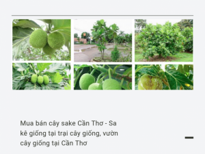 Mua bán cây sake Cần Thơ - Sa kê giống tại trại cây giống, vườn cây giống tại Cần Thơ