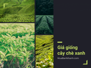Giá giống cây chè xanh, mua giống cây trà xanh ở TPHCM trên MuaBanNhanh