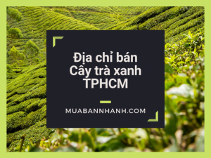 Địa chỉ bán cây trà xanh TPHCM, mua cây chè xanh tại TPHCM trên MuaBanNhanh