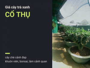 Giá cây chè xanh cổ thụ đường kính gốc lớn từ 15cm - 60cm - cây chè cảnh đẹp khuôn viên, bonsai, làm cảnh quan trên MuaBanNhanh