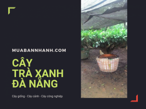 Địa chỉ bán cây chè xanh Đà Nẵng, cây chè bonsai Đà Nẵng từ nhà vườn trên MuaBanNhanh