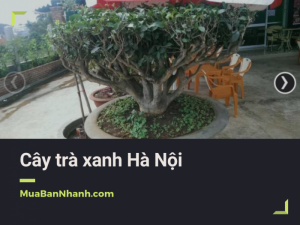 Nhà vườn bán cây chè xanh cổ thụ, mua cây chè xanh ở đâu Hà Nội - đặt mua online trên MuaBanNhanh