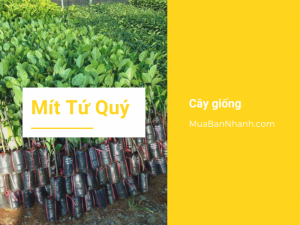 Bán giống mít tứ quý trên MuaBanNhanh - trồng cây mít tứ quý giống mít ra quả quanh năm