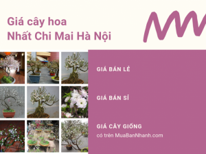 Giá cây hoa nhất chi mai Hà Nội - Mua nhất chi mai ở Hà Nội từ nhà vườn trên MuaBanNhanh