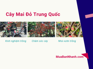 Mua bán cây mai đỏ Trung Quốc - kinh nghiệm trồng và chăm sóc từ nhà vườn trồng mai đỏ trên MuaBanNhanh