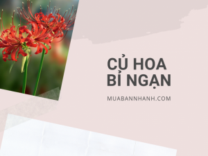 Mua củ hoa bỉ ngạn ở đâu? Giá củ giống hoa bỉ ngạn đỏ trên MuaBanNhanh