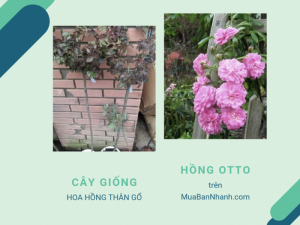 Hoa hồng Otto Line Rose - Cách trồng và chăm sóc hoa hồng thân gỗ Otto