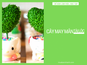 Cây may mắn để bàn làm việc, mua cây may mắn