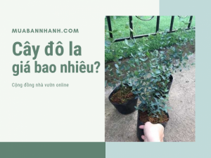 Cây đô la giá bao nhiêu? Danh sách nhà vườn bán cây kiểng đô la cho nhà phố đô thị