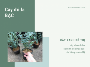 Mua cây đô la bạc - cây silver dollar cây xanh đô thị - cây hình tròn màu bạc như đồng xu của Mỹ