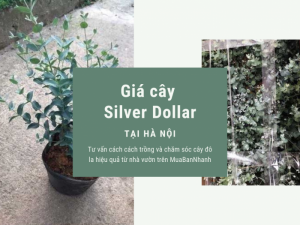Giá cây silver dollar Hà Nội - Tư vấn cách trồng và chăm sóc cây đô la từ nhà vườn trên MuaBanNhanh