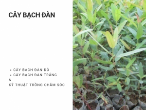 Giá bán cây bạch đàn đỏ, bạch đàn trắng - Kỹ thuật trồng cây bạch đàn