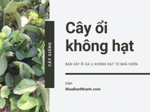 Báo giá cây ổi không hạt, bán cây ổi xá lị không hạt từ nhà vườn trên MuaBanNhanh