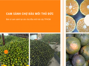 Giá cam sành tại chợ đầu mối Thủ Đức - bán sỉ cam sành tại các chợ đầu mối trái cây TPHCM
