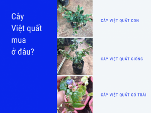 Cây việt quất mua ở đâu? Nhà vườn bán cây việt quất con, cây việt quất giống có trái trên MuaBanNhanh