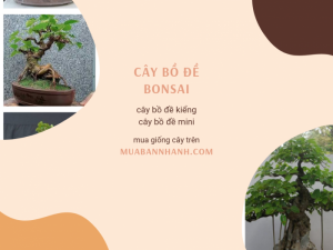 Giá cây bồ đề bonsai, cây bồ đề kiểng cây bồ đề mini TPHCM trên MuaBanNhanh
