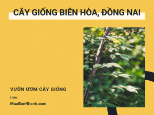 Bán cây giống tại Biên Hòa, Đồng Nai - Danh sách vườn ươm cây giống Đông Nam Bộ Đồng Nai