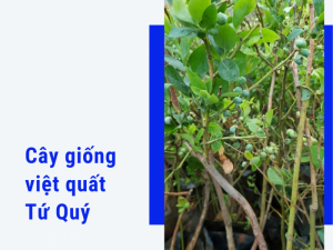 Bán cây việt quất tứ quý trái quanh năm trồng được ở Việt Nam từ chợ cây giống MuaBanNhanh