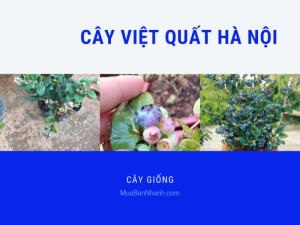 Bán cây việt quất Hà Nội - trung tâm giống cây trồng cung cấp cây giống việt quất Blueberry nhiệt đới