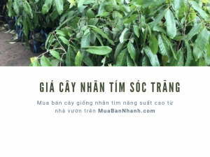 Giá cây giống nhãn tím Sóc Trăng - mua bán cây giống nhãn tím năng suất cao từ nhà vườn trên MuaBanNhanh