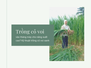 Nên trồng cỏ voi vào tháng mấy cho năng suất cao nhất - Kỹ thuật trồng cỏ voi xanh