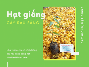 Bán hạt giống cây rau sắng trên MuaBanNhanh - Nhà vườn chia sẻ cách trồng cây rau sắng bằng hạt