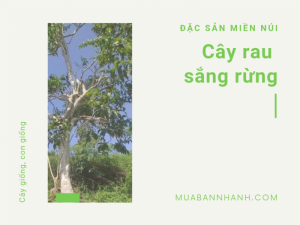 Cây rau sắng rừng - đặc sản dân tộc miền Núi trên MuaBanNhanh