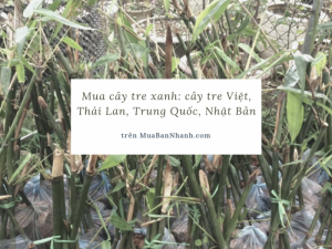 Mua cây tre xanh: cây tre Việt, Thái Lan, Trung Quốc, Nhật Bản trên MuaBanNhanh