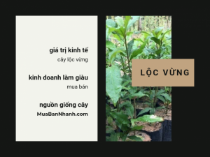 Giá trị kinh tế của cây lộc vừng - Làm giàu với kinh doanh cây lộc vừng bóng mát, lộc vừng cổ thụ, lộc vừng kiểng