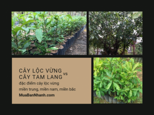 Phân biệt cây lộc vừng và cây tam lang - đặc điểm cây lộc vừng miền Trung, miền Nam, miền Bắc