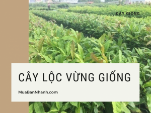 Cây lộc vừng bán ở đâu? Tìm mua cây lộc vừng hoa to màu hồng, tím, vàng, đỏ