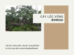 Giá bán cây lộc vừng bonsai, cây lộc vừng cảnh, cây lộc vừng để bàn từ chợ cây cảnh online MuaBanNhanh