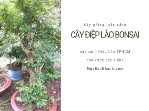 Bán cây Điệp Lào bonsai, cây cảnh Điệp Lào TPHCM từ nhà vườn cây kiểng MuaBanNhanh