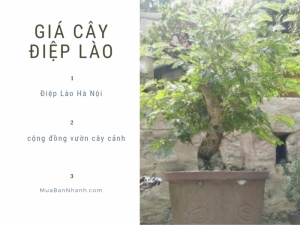 Cây Điệp Lào giá bao nhiêu? Giá cây Điệp Lào Hà Nội từ cộng đồng vườn cây cảnh MuaBanNhanh
