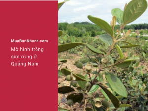 Làm giàu từ trồng cây sim - mô hình trồng sim rừng ở Quảng Nam