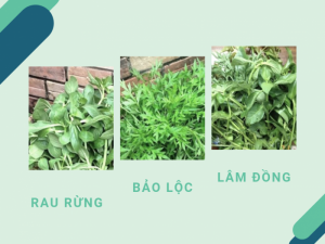 Làm giàu từ sản xuất rau rừng Bảo Lộc, Lâm Đồng: bầu đất, lỗ bình và cần dại