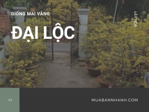 Bán giống mai Đại Lộc trồng chậu, hạt giống mai Đại Lộc cho vườn cây kiểng ươm trồng kinh doanh mai Tết