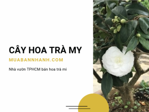 Giá bán cây hoa trà my - Mua hoa trà my ở đâu TPHCM, đến ngay chợ hoa cây cảnh online MuaBanNhanh