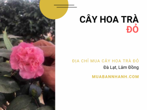 Giá bán cây hoa trà đỏ, địa chỉ mua cây hoa trà đỏ Đà Lạt, Lâm Đồng trên MuaBanNhanh