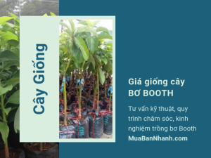 Giá cây giống bơ booth 7, mua giống bơ booth ở đâu? Tư vấn kỹ thuật, quy trình chăm sóc, kinh nghiệm trồng bơ booth