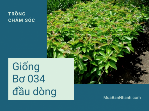 Mua giống cây bơ 034 đầu dòng - Kinh nghiệm trồng, chăm sóc vườn cây giống bơ 034