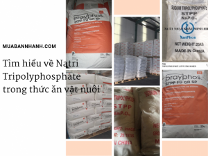 Tìm hiểu về Natri Tripolyphosphate trong thức ăn vật nuôi