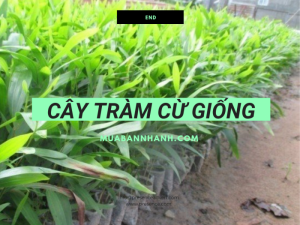 Giá cây tràm cừ giống - Làm giàu từ trồng cây tràm cừ