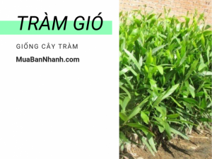 Giống cây tràm gió - Nông nghiệp xanh với trồng cây tràm gió lấy tinh dầu