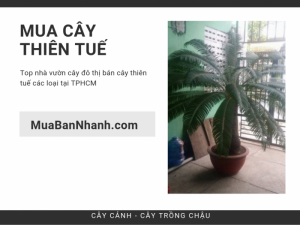 Mua cây thiên tuế ở đâu? Top nhà vườn cây đô thị bán cây thiên tuế các loại tại TPHCM